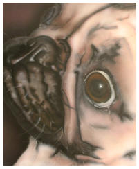 Mops  - 2002 40x60cm (Airbrush op canvas)