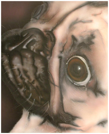 Mops  - 2002 40x60cm (Airbrush op canvas)