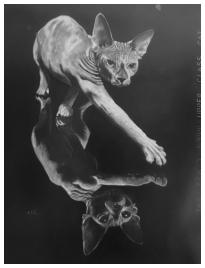 Upper-class cat, 2025, A0