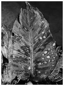 Bananenplant - 2016 50x65 (Potlood)